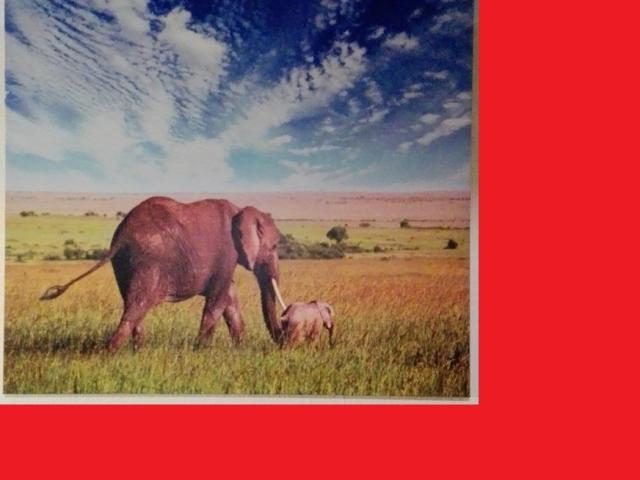 Bild Leinwand afrikanisch Elefant Baby 90cm wie NEU - 1